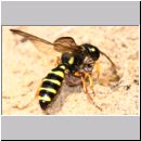 Cerceris arenaria - Grabwespe w09 13mm mit Ruesselkaefer am Nest.jpg